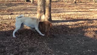 Pit Bull vs Anatolian Shepherd