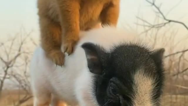 pet,cute little doggis,The first time I saw a dog riding a pig,ahaha
