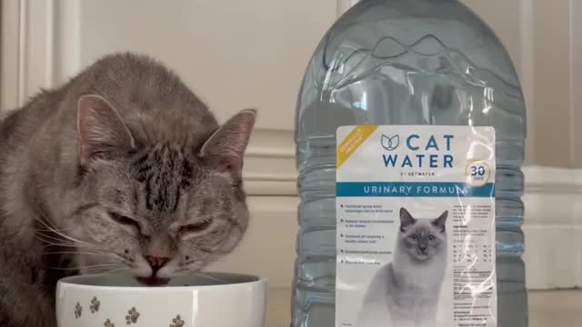 Cat taste water