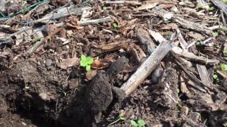 Baby Snapping Turtle's First Steps