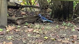 Blue Jay in December