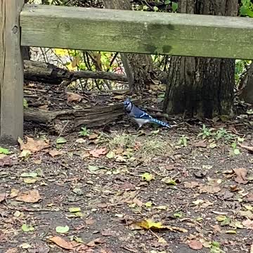 Blue Jay in December