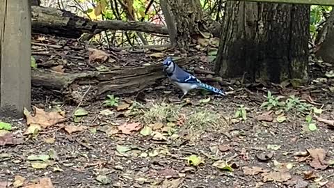 Blue Jay in December