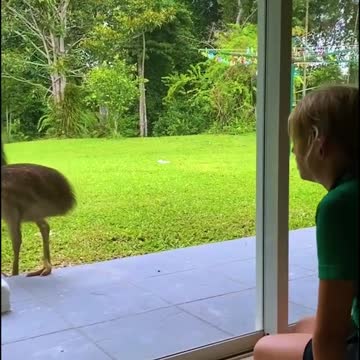 WATCH : Cassowary Come Close To Car! 😨