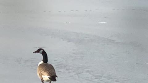 Canadian Geese