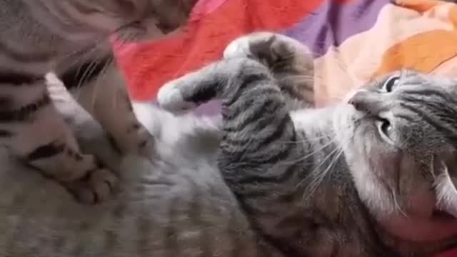 So cute cats 😍