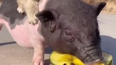 Cute puppy and baby pig🤗