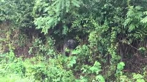 Perrita sola bajo la lluvia moría de la tristeza sin saber por qué la habían dejado en el olvido