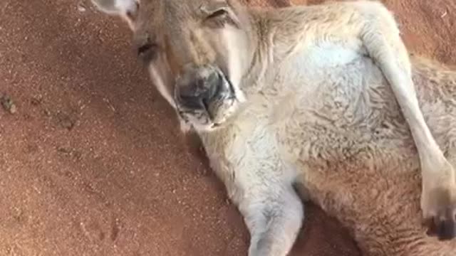 Chilling Kangaroo