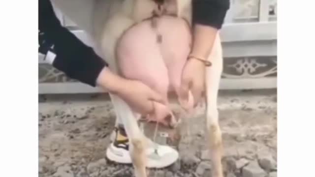 Funny animals