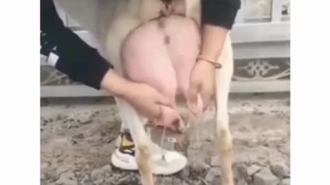 Funny animals