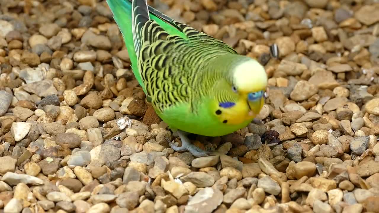 Cute Parrot Having Fun