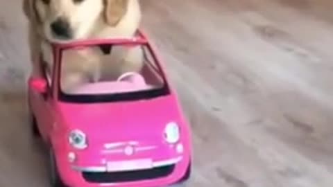 Funny dog video || please check the description