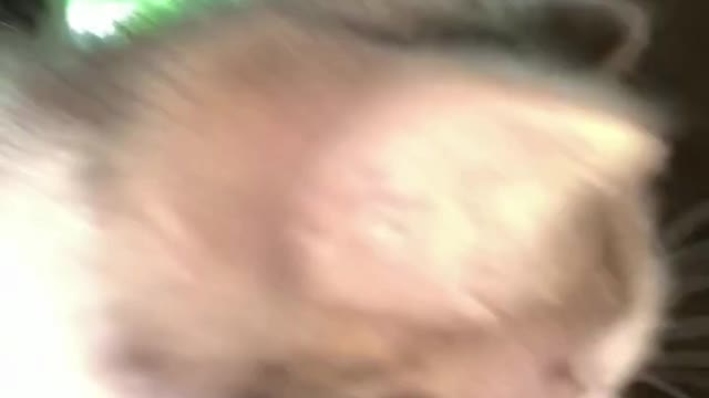 #cat #fyp #elgato #viral