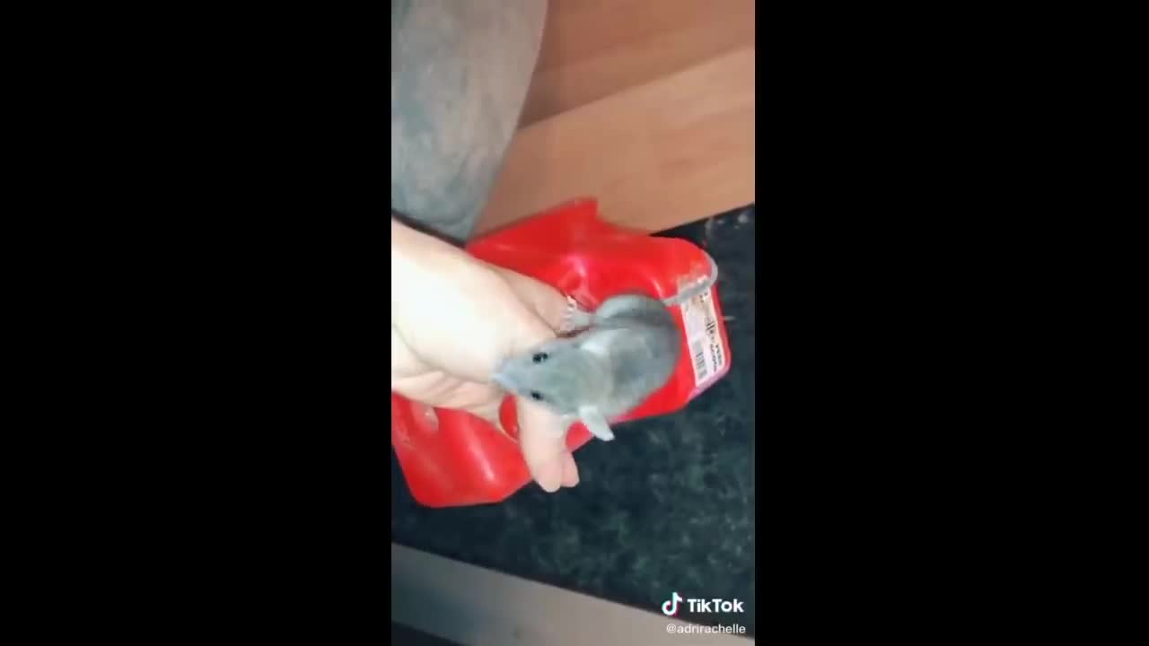 Cute TikTok Pets 16 Minutes