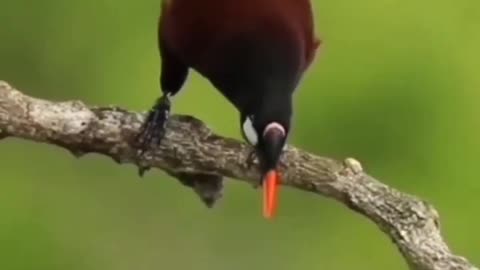 Bird gymnastics