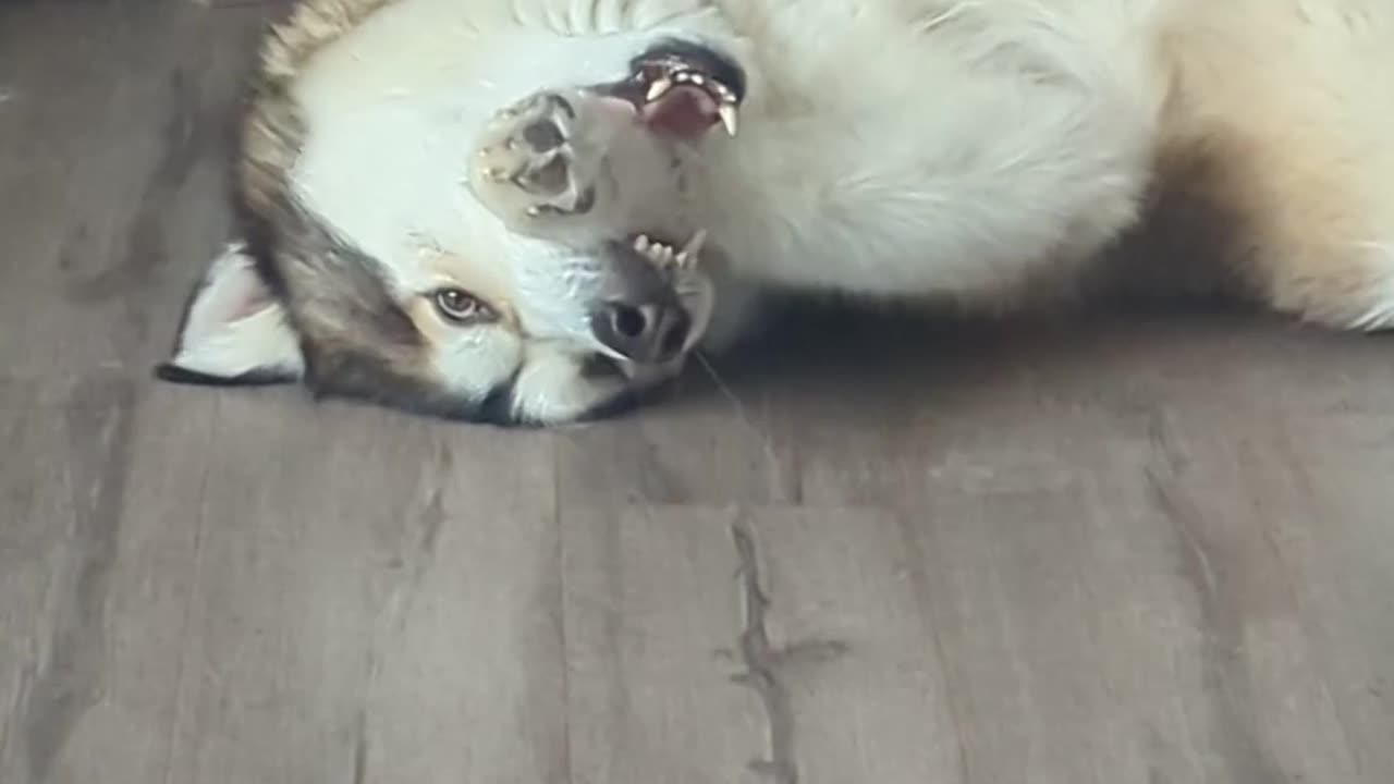 Malamute Derp