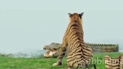 Wildlife in closer view with a natural perspective.