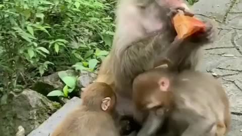 monkey eating