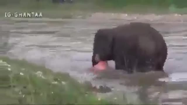 Baby Elephant Saves Man || Melted Everyone's Heart