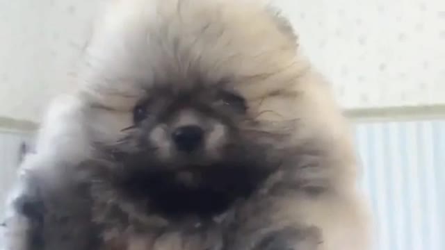 Funny Little Animals