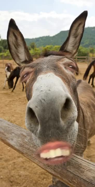 Donkey smiling very funny clip