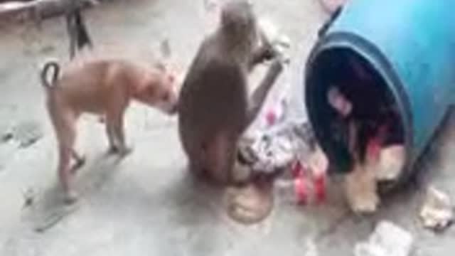 Most funny, Monkey and 🐕 fight