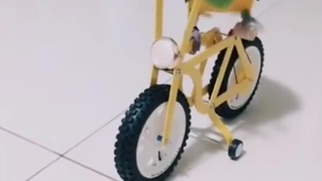Lovely and Funny Cute Parrot