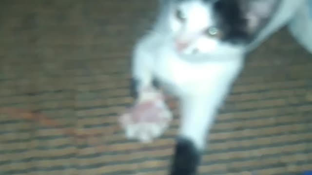 My kitten during and after illness