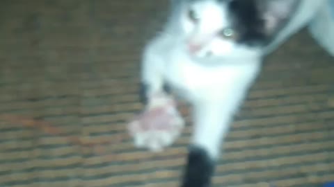 My kitten during and after illness