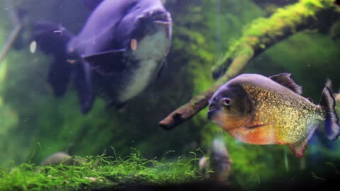 Fish and moss in a fish tank