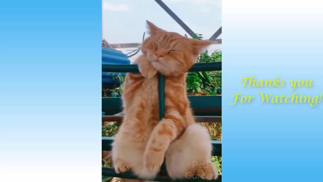 Funny scene cute Animals funny pets