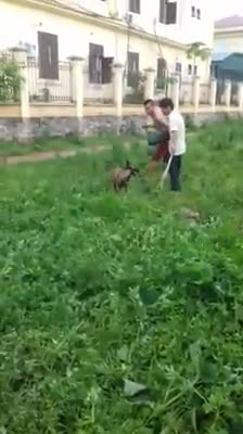 Hunting Dog Training (Pre-Training Part 2)