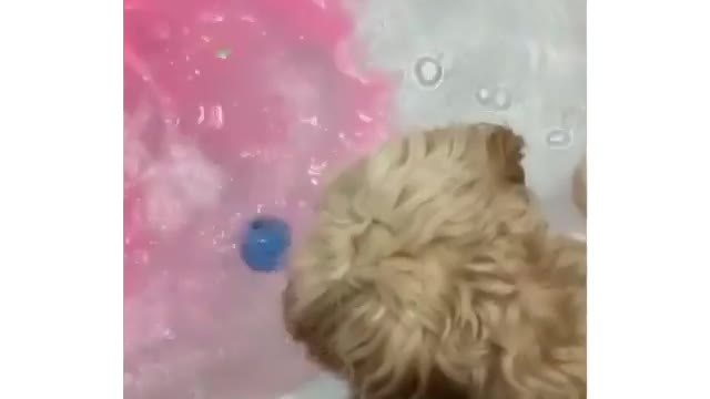 I will put my ball in too