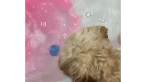 I will put my ball in too