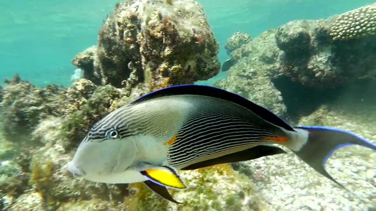 Large Sohal Tang or Surgeonfish swimming over a coral reef