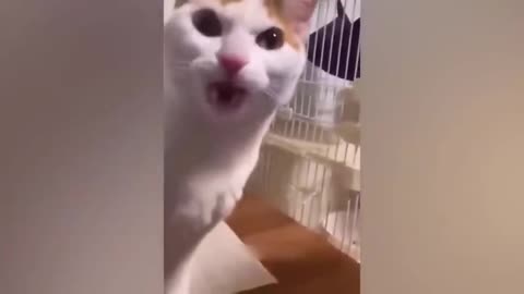 Best funny dog and cat videos 2023 [hilarious animals ]