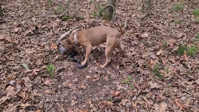 PITBULL KILLS ***HUUUGE** SNAKE!!!