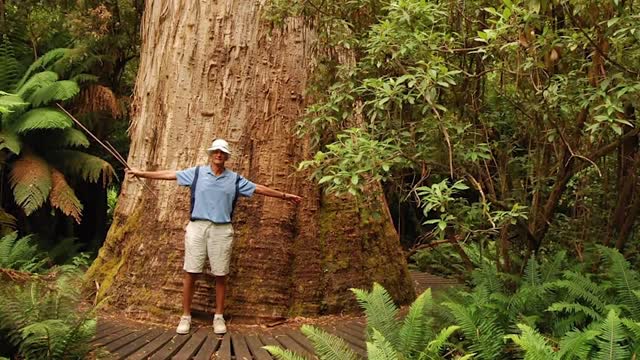 15 of the largest TREES