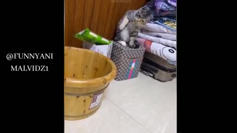 cute cat videos