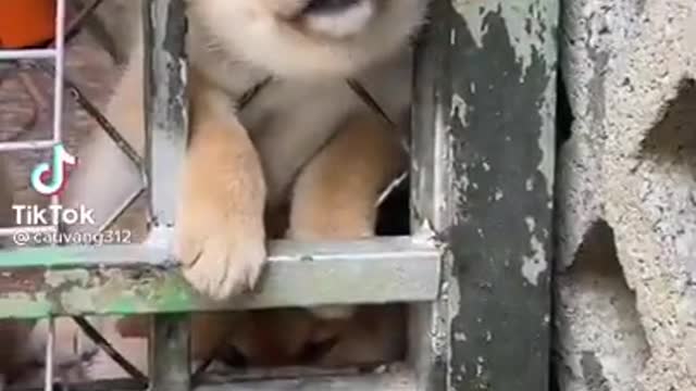 Funny Animal Videos Puppy Prank