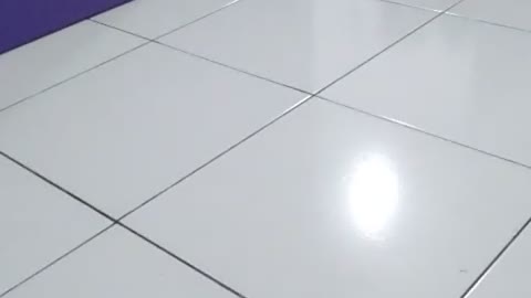 cat basket race