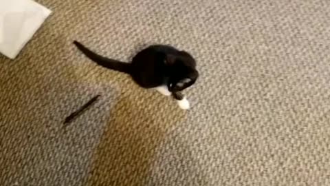 My Kittens