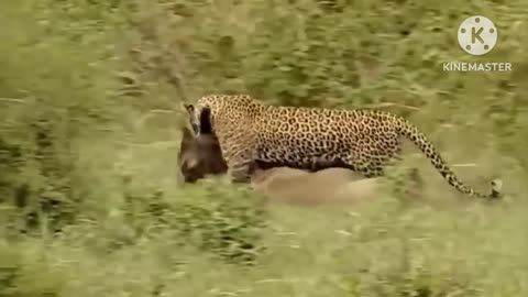 Tiger and Deer fight