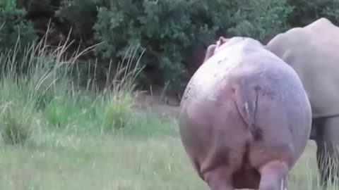 Power of Crazy Hippo - wide mouth Hippo bites everything it sees-9