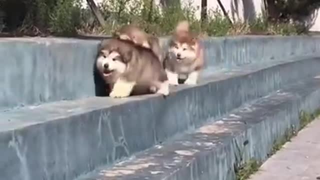 😍😍😍 PUPPIES 3 😍😍😍