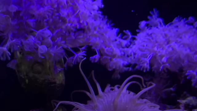 WOW! Amazing Saltwater Tank Feeding Time