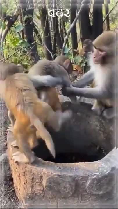 4 Baby Monkey Baboon SO Cute