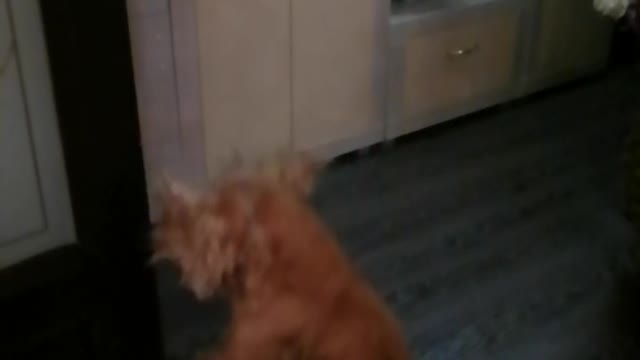 Funny dog jumps in slow mo