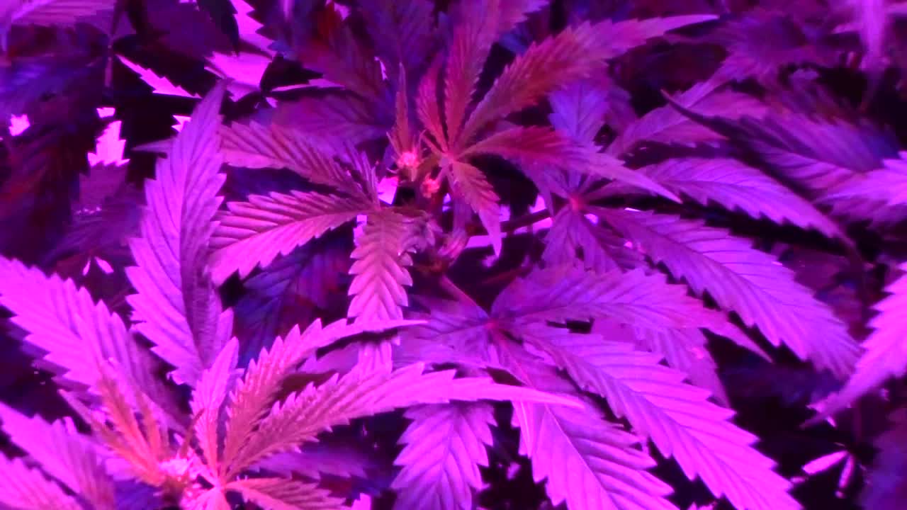 Batch # 5 of daddies growth journal